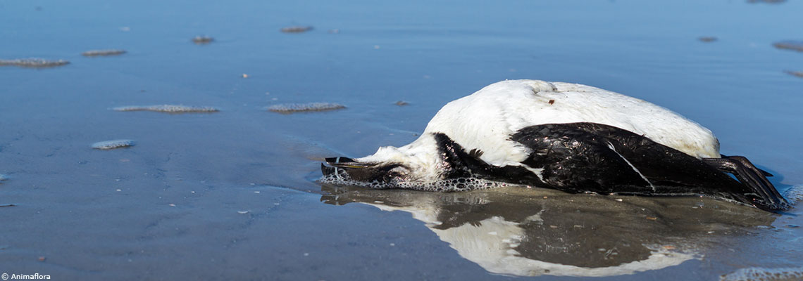 Un délit d'écocide pour effacer le crime