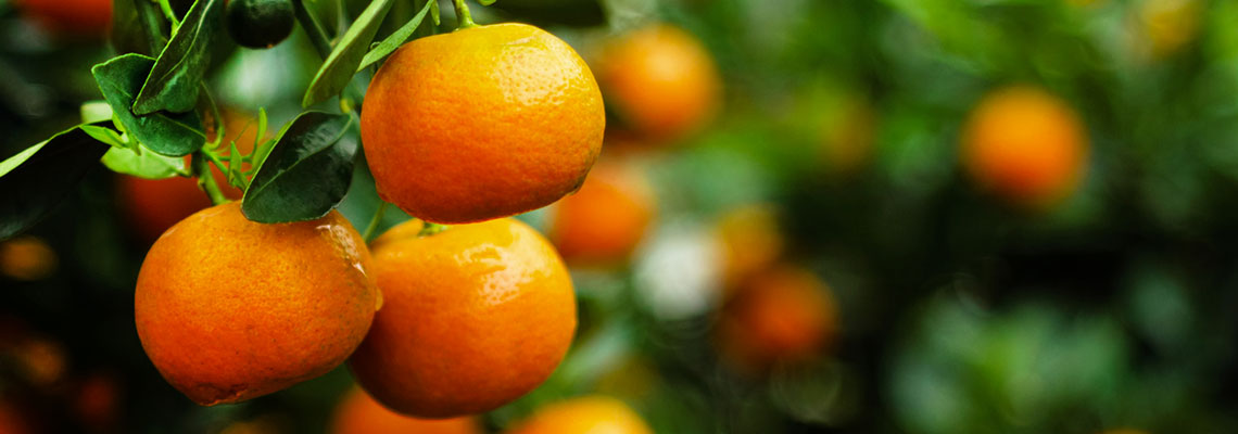 La clémentine, fruit d'hiver