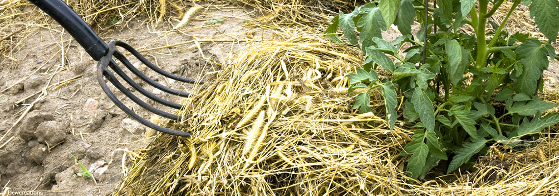 Enrichir le sol de son jardin