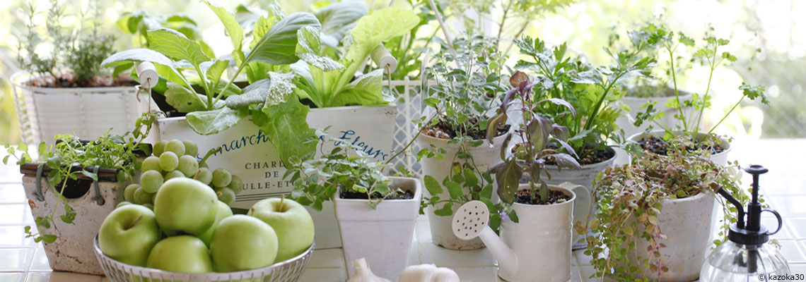 Un potager bio chez soi