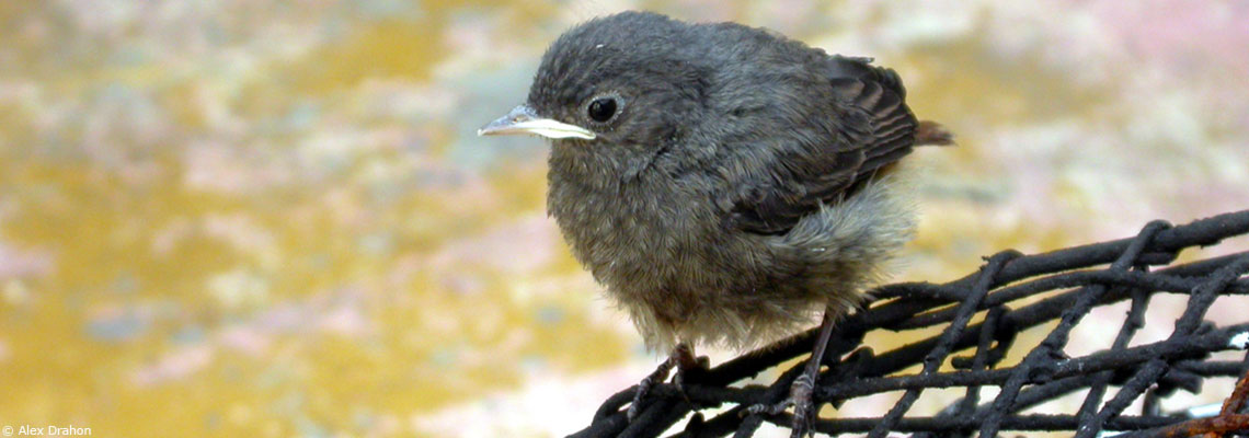 En cinquante ans les animaux sauvages ont décliné de 68 % en raison des activités humaines 