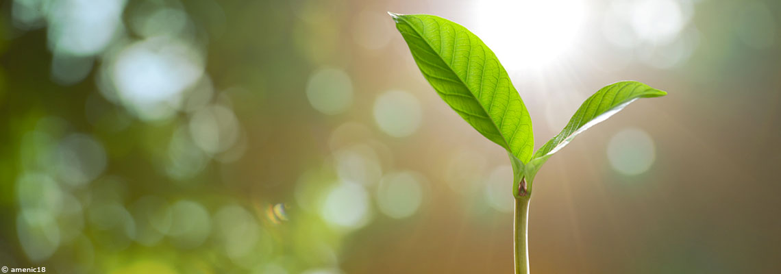 Les jardiniers amateurs ont désormais le droit de vendre des semences paysannes