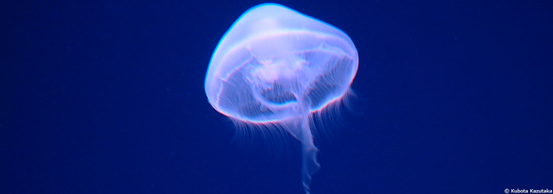 Méduse : que faire en cas de piqûre ?