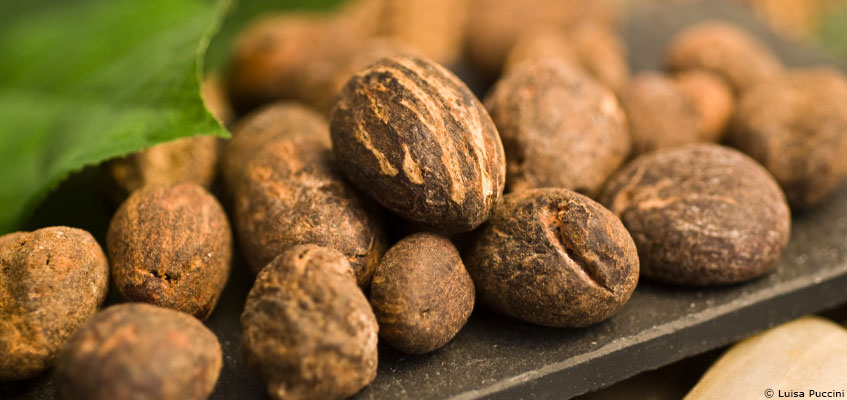 Le karité : le beurre de l'arbre