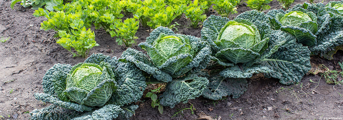 Je fais mon jardin potager en permaculture