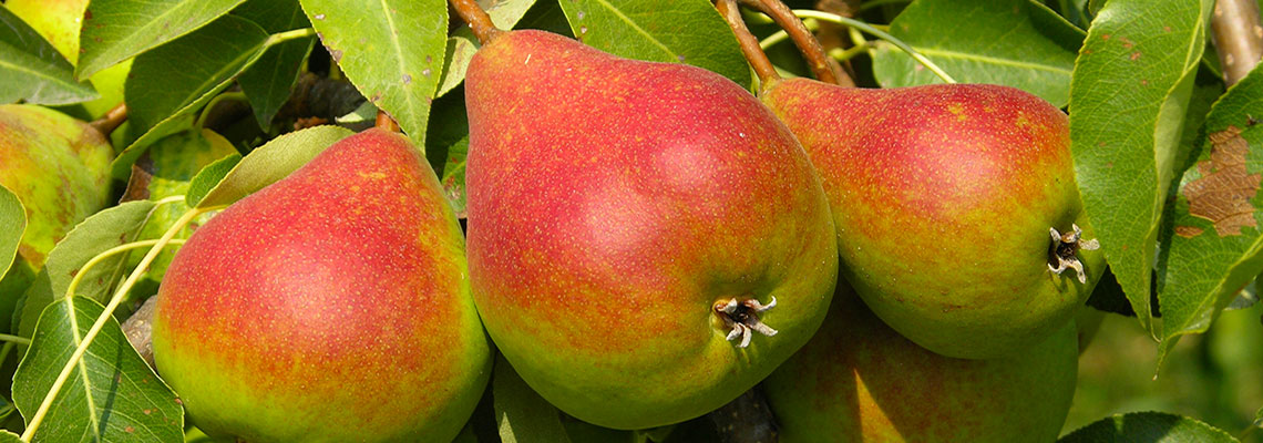 La poire, fruit d'hiver