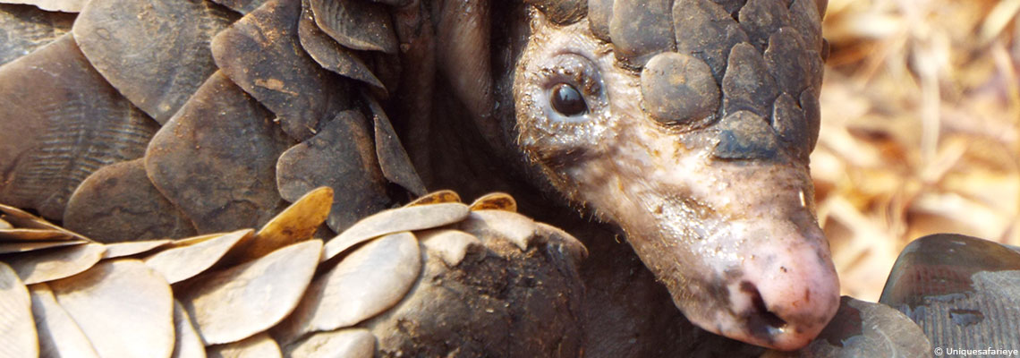 L'être humain est responsable de l'émergence de nouveaux virus