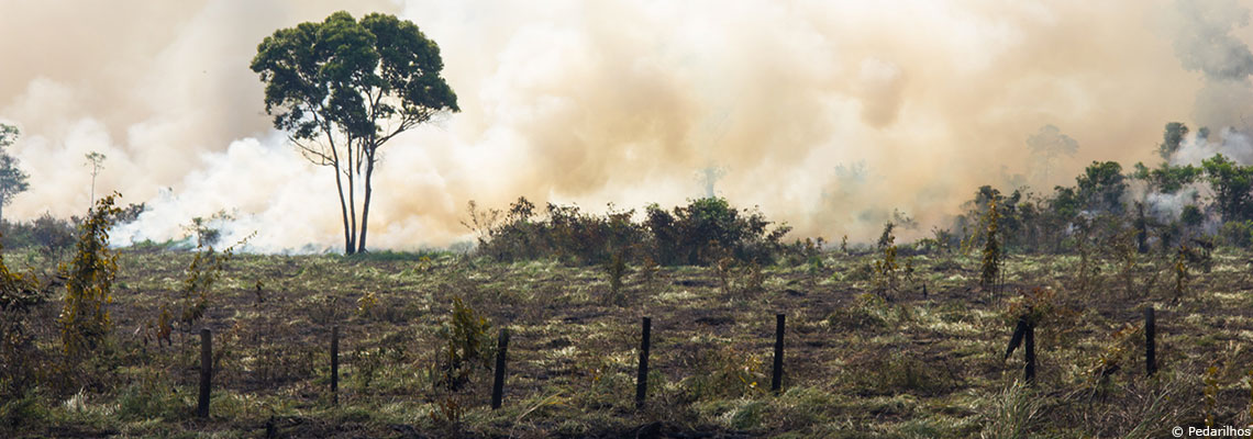 Les forêts tropicales perdent leur capacité à absorber le CO2