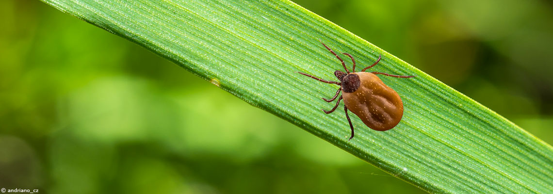Lyme : deux plantes qui tuent la bactérie Borrelia