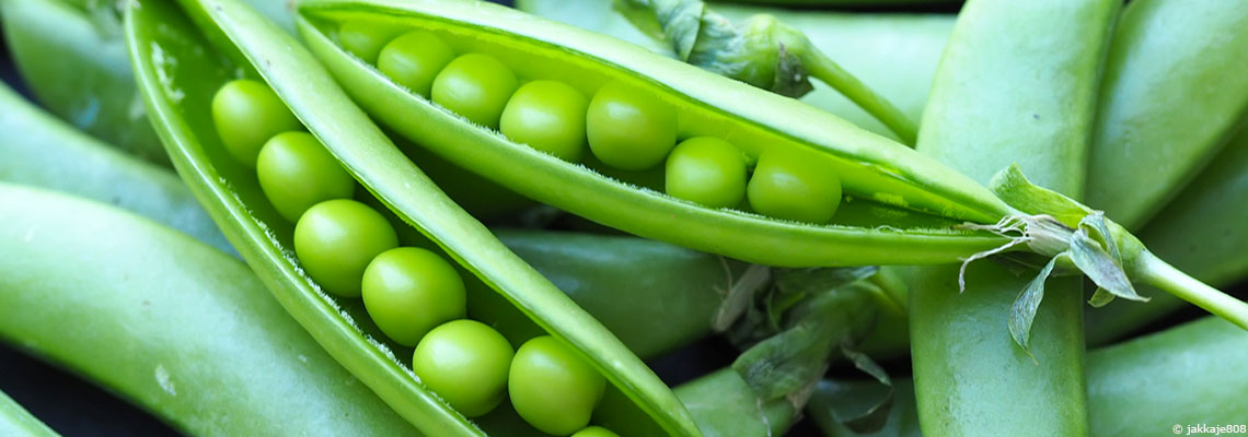Le petit pois, légume de printemps