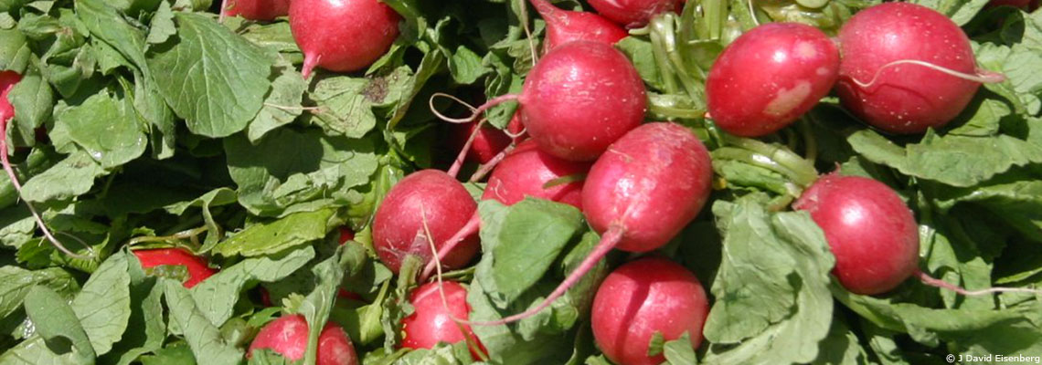 Le radis, racine de santé