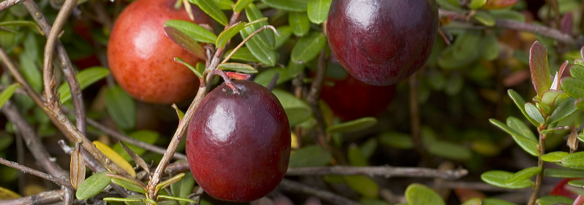 La canneberge : les pouvoirs d'un superfruit
