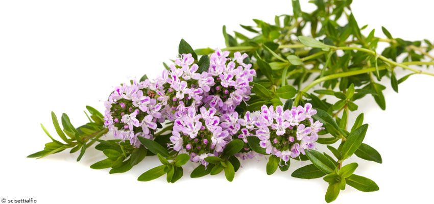 La sarriette : l'herbe de l'amour