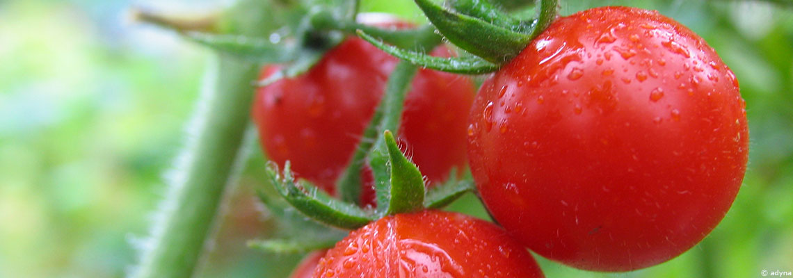 La tomate : la pomme d'amour