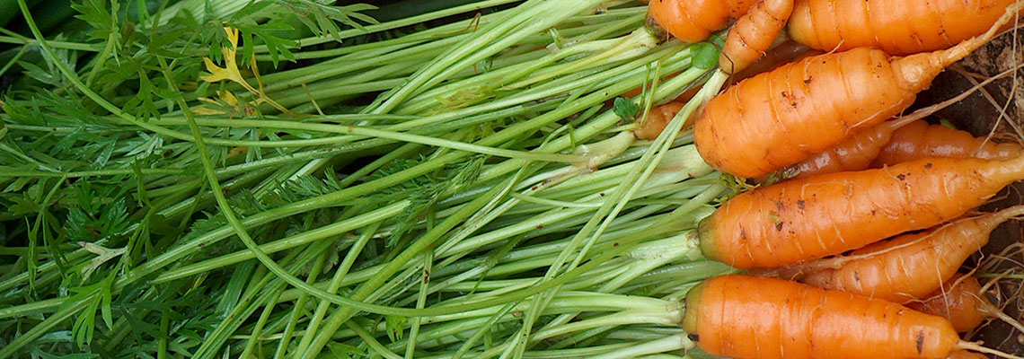 La carotte, championne des antioxydants