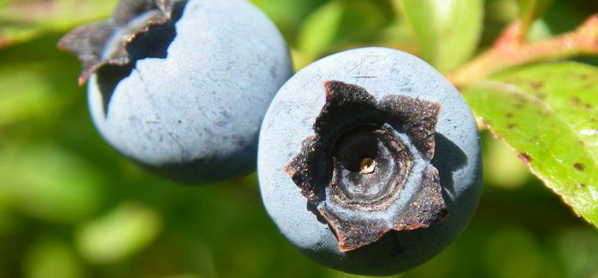 La myrtille : superfruit des montagnes