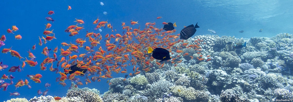 Le congrès mondial de la nature s'achève sur un bilan en demi-teinte