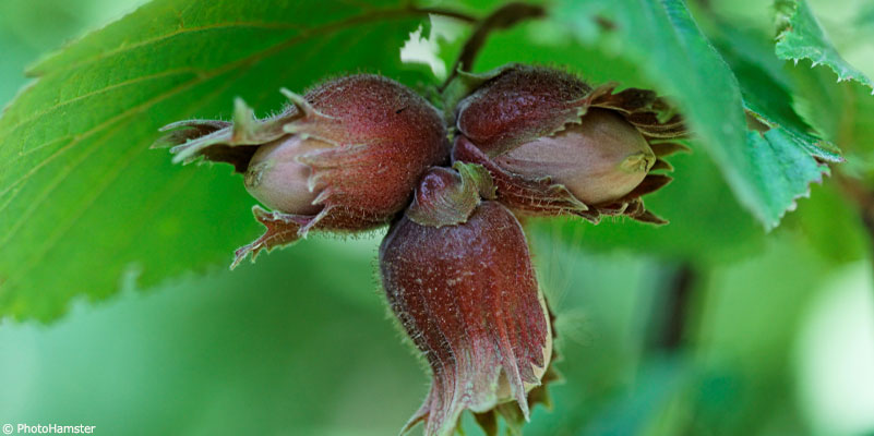 La noisette : petite noix