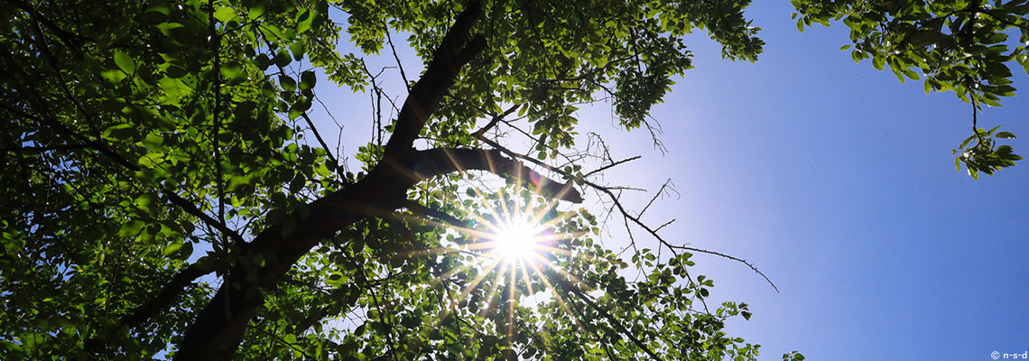 L'agroforesterie, agriculture du futur ?