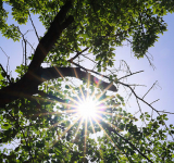 L'agroforesterie, agriculture du futur ?