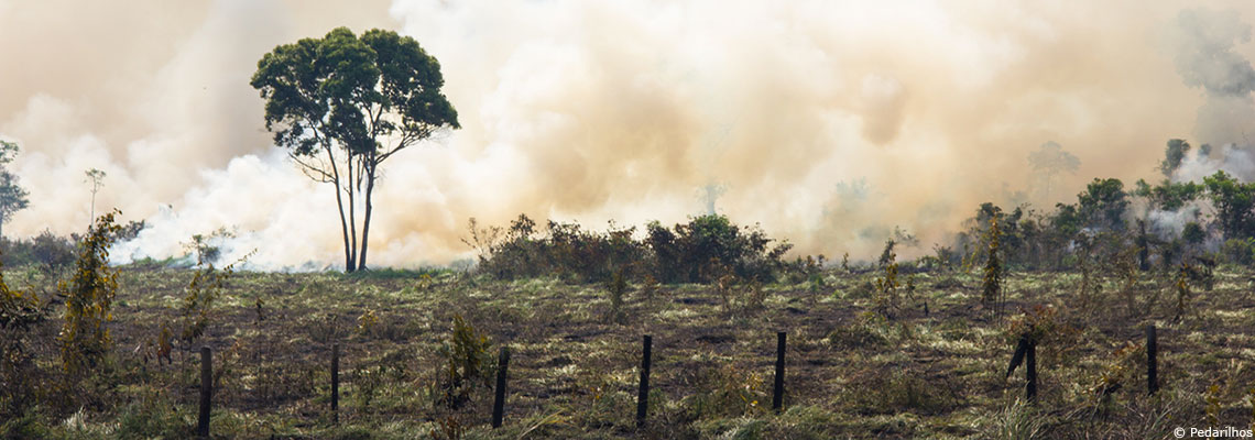 Accord européen pour interdire l’importation de produits issus de la déforestation