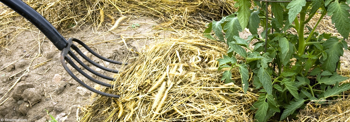 Paillage : jardiner sans travailler