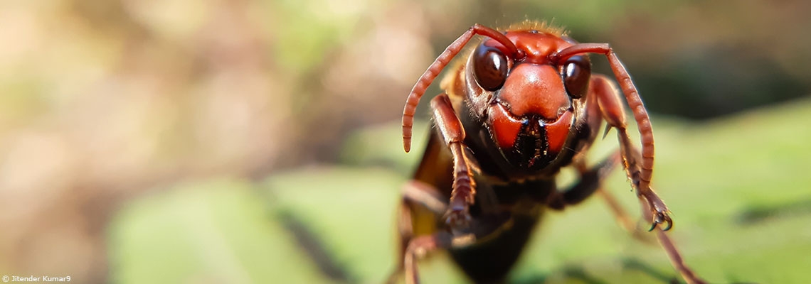 Biodiversité : ce rapport chiffre le coût très élevé des espèces invasives pour la planète