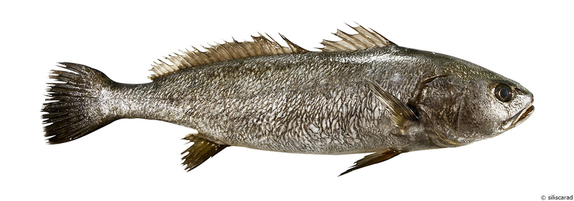 Le maigre : le “grogneur”