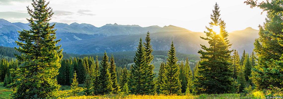Le sapin : roi des forêts