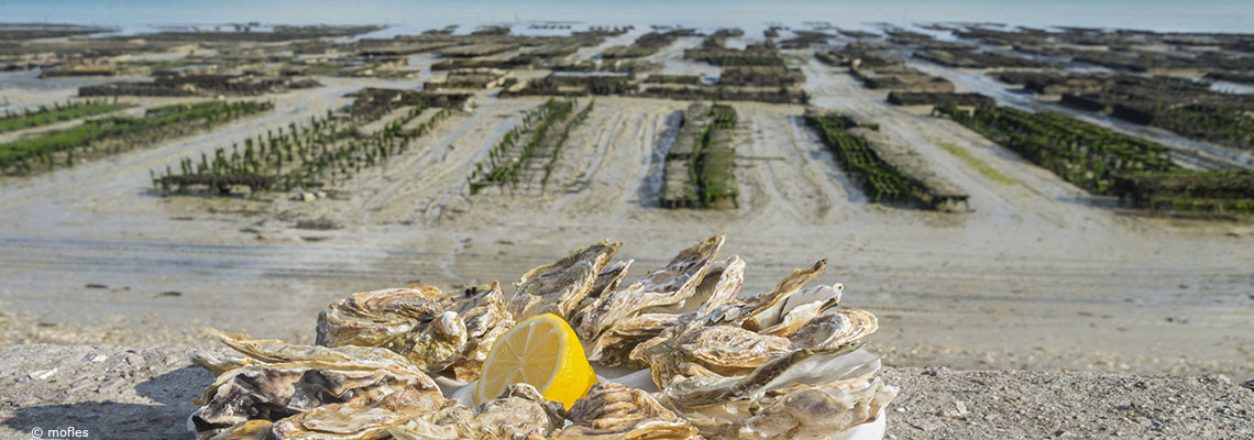 Comment nos excréments contaminent les huîtres