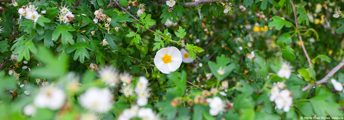 La phytoremédiation : quand les plantes dépolluent les sols