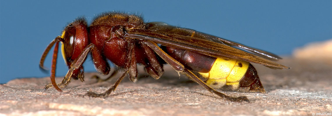 L’agence sanitaire Anses recommande de renforcer la surveillance contre la mouche orientale des fruits