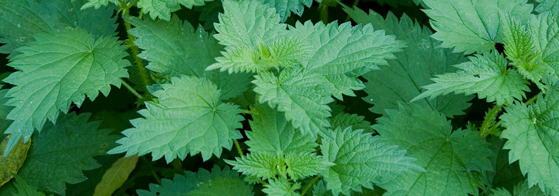 Parkinson : l’ortie protectrice des neurones ?