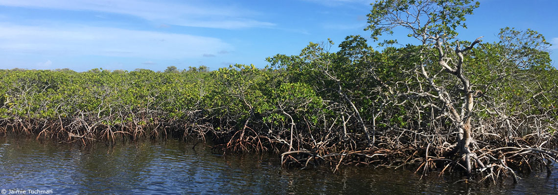 Energies renouvelables, voiliers-cargos, sauvetage des mangroves… Les cinq bonnes nouvelles de la rentrée