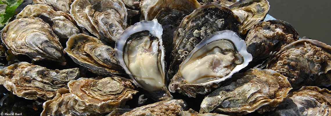 Les pesticides nuisent aux huîtres creuses sur plusieurs générations