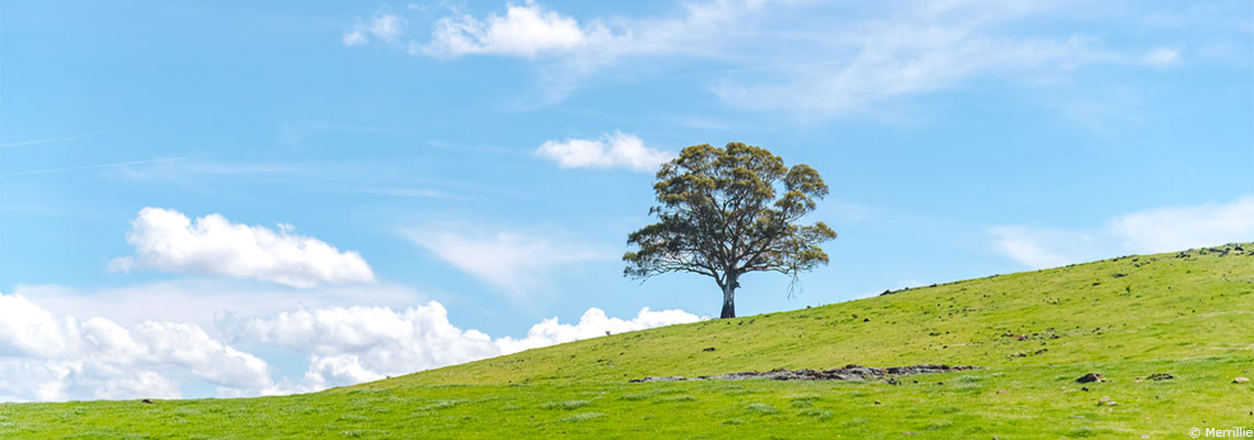 L’eucalyptus : la purification