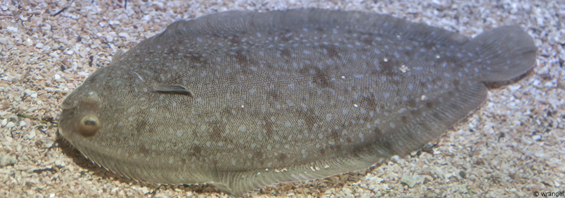 La sole : le roi des poissons plats