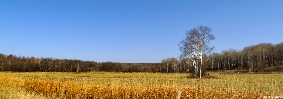 Le bouleau : l’estime de soi