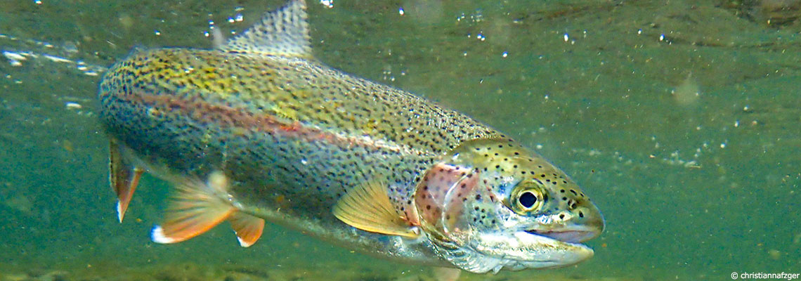 La truite : poisson vorace