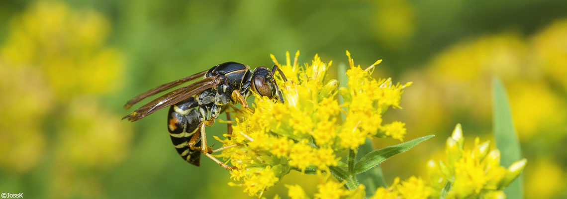 L’intelligence des insectes : pas folle, la guêpe !