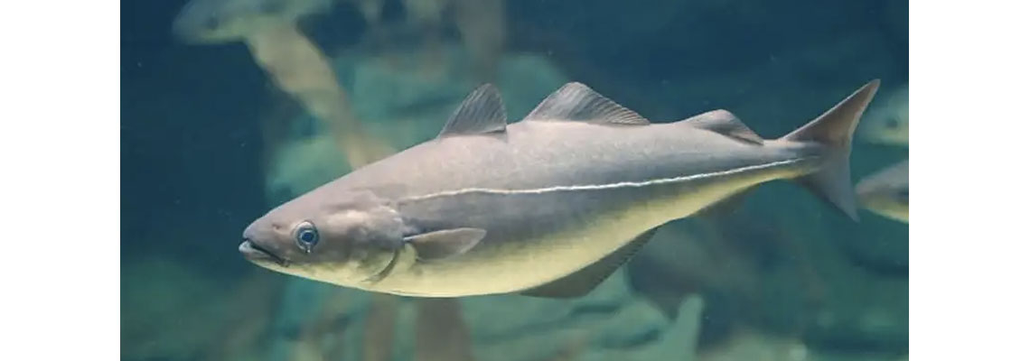 Le lieu noir ou colin