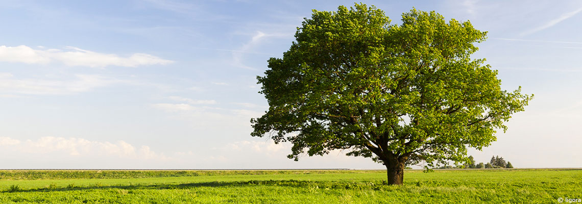 Le chêne : l’indépendance
