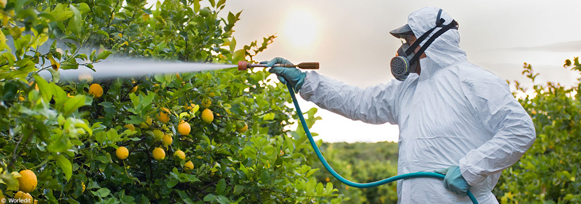 Pommes, oranges, tomates… Quels sont les aliments les plus contaminés aux pesticides et ceux qui en contiennent le moins ?