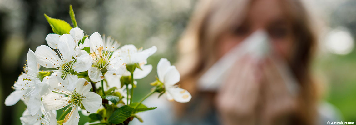 Le pollen allergisant dopé par le changement climatique